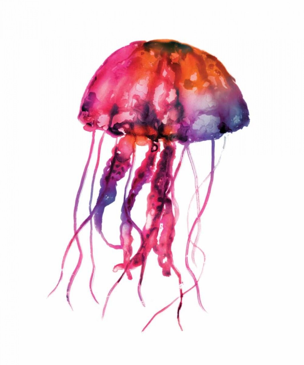 Multicolored Jellyfish Poster Print by Edward Selkirk - Item # VARPDXSE363F1